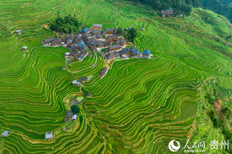 航拍加榜梯田。人民網(wǎng)記者 涂敏攝.jpg