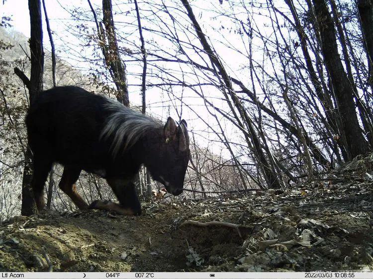 (中華鬣羚) (中華鬣羚)