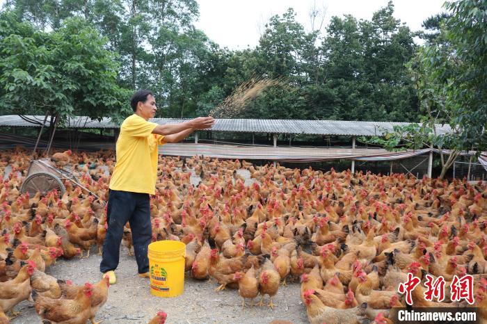 在平果市新安鎮(zhèn)道峨村下甫新村，村民黃少收忙著喂雞?！￡惽锵?攝