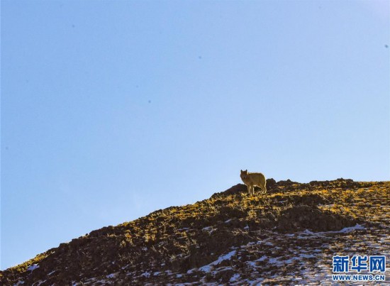 （新華全媒頭條·圖文互動）（4）跨越半個世紀的生命遷徙——西藏極高海拔生態(tài)搬遷破解人與自然共生難題