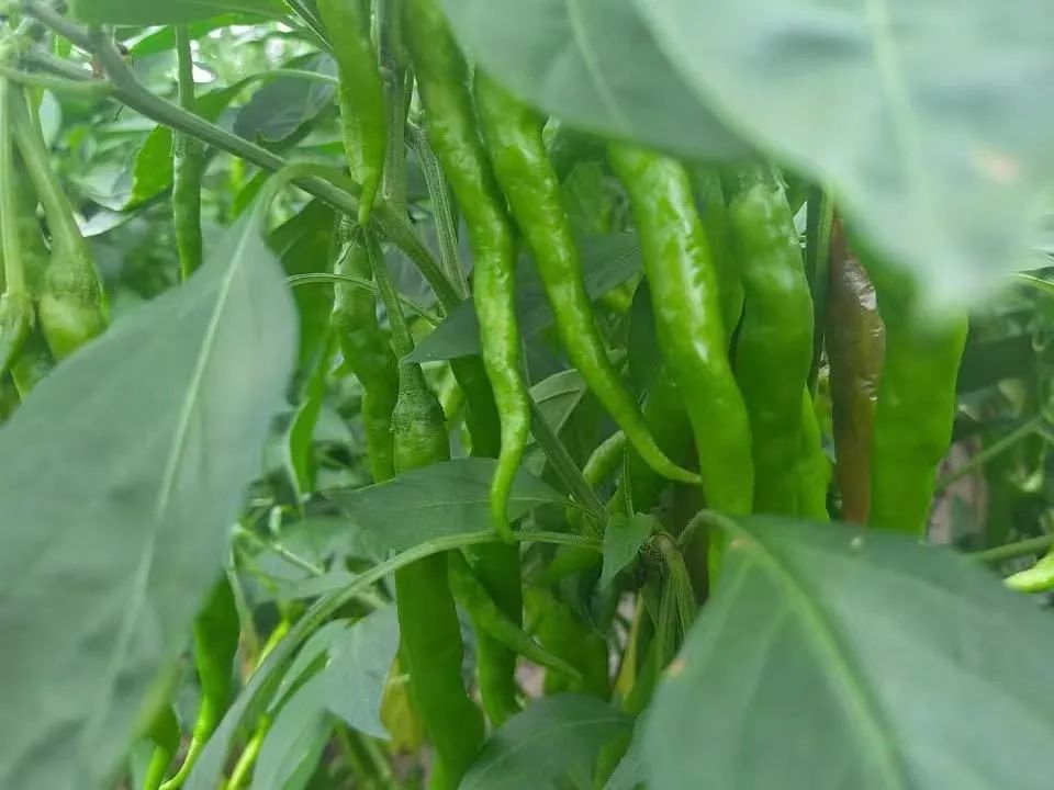 97ad70e180ad3c7fc4ffec9e473d1119.jpeg 圖片