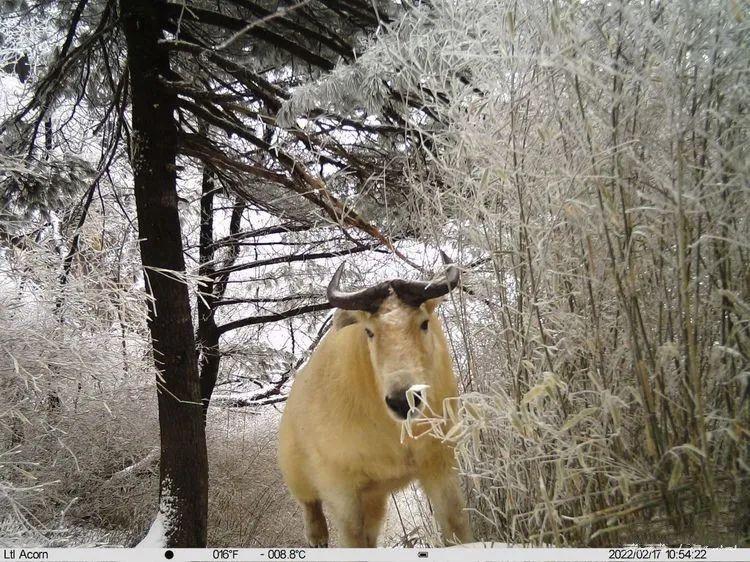 (秦嶺羚牛) (秦嶺羚牛)