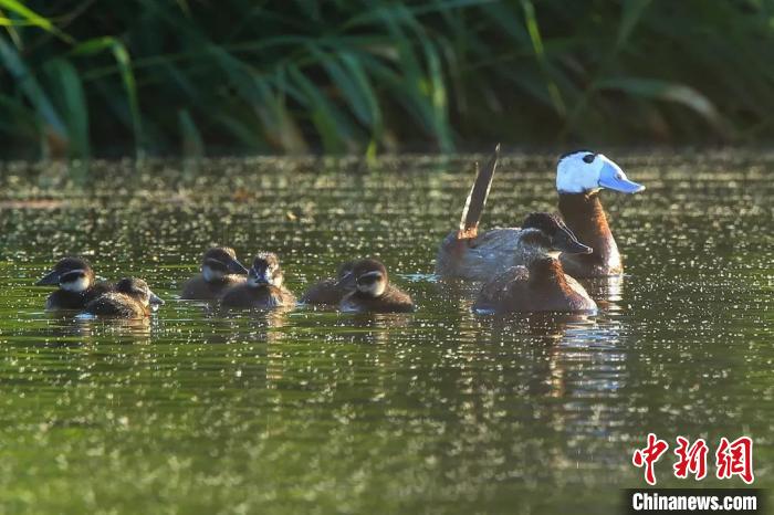 今年6月，在克拉瑪依古海生態(tài)公園(一期)東側水域，白頭硬尾鴨一家出游。(資料圖)劉銀鋼 攝