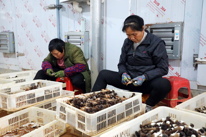 工人在修剪菌腳。