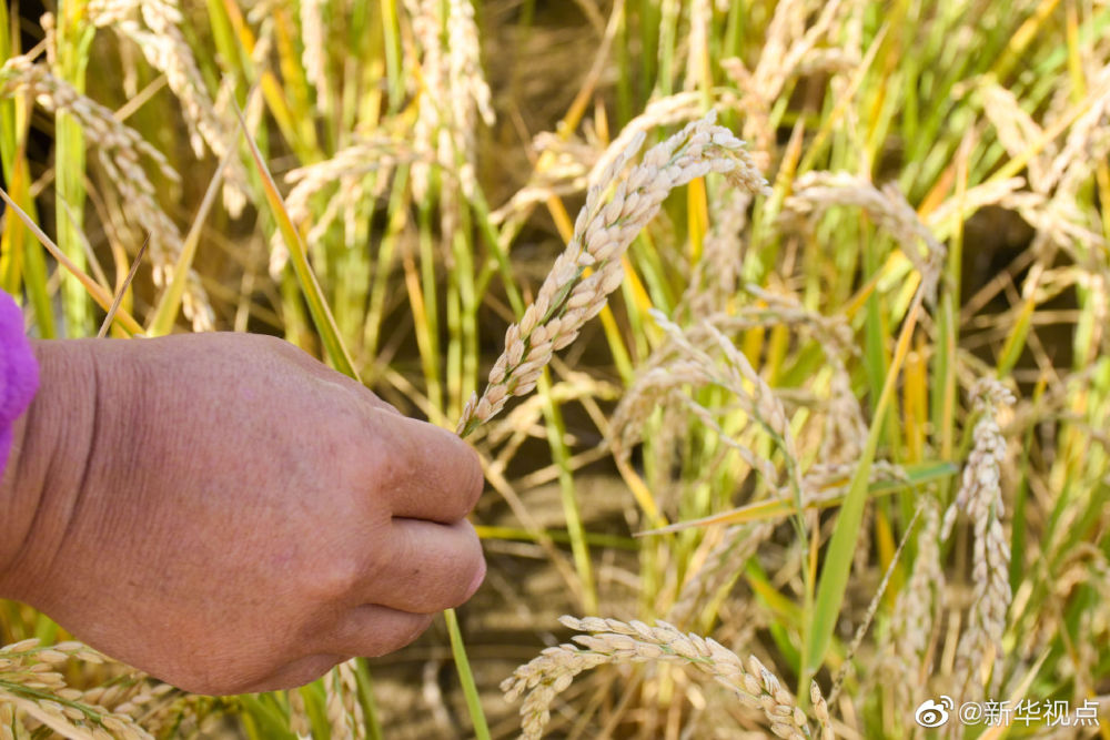 塔克拉瑪干沙漠海水稻再獲豐收