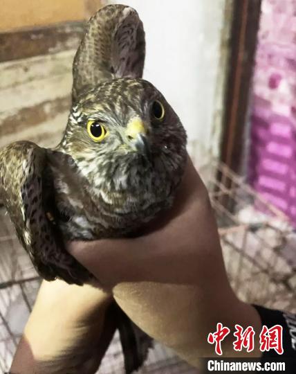 青海格爾木成功救助國家二級保護動物雀鷹