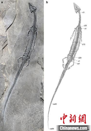 “長尾紅河龍”模式標本及素描圖?!⌒旃廨x 供圖 點擊進入下一頁