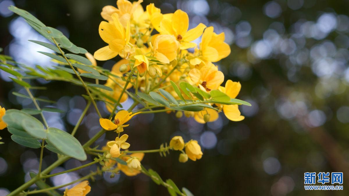 13種植物進(jìn)入昆明綠化樹禁止名單