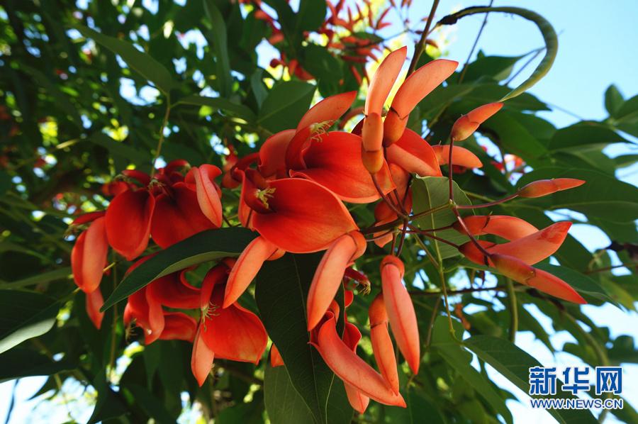 13種植物進(jìn)入昆明綠化樹禁止名單