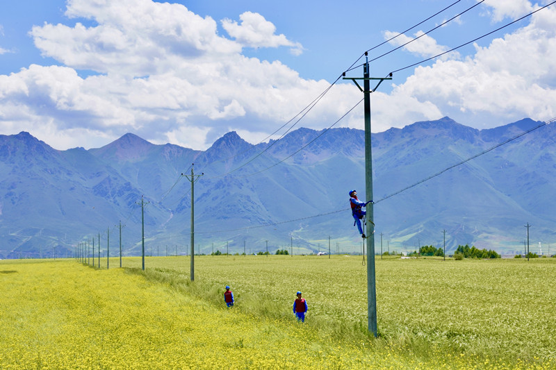 國網(wǎng)海北供電公司工作人員巡視配電線路保障油菜種植供電可靠。徐琛攝