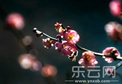 黑龍?zhí)丁Ｒ恢t梅傲然霜雪，迎風(fēng)怒放。