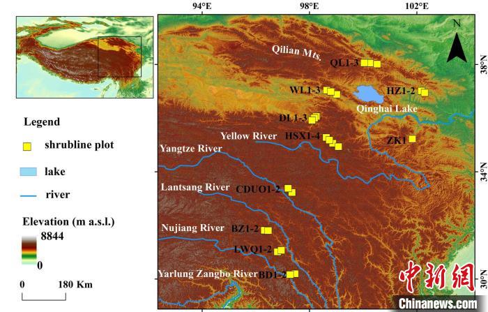 80年爬升59.3米青藏高原柳屬高山灌木線也登山攀高