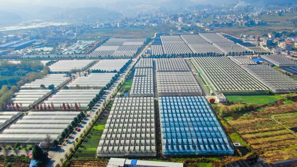 畢節(jié)市七星關(guān)區(qū) 泰豐園區(qū)大棚種植基地，林添偉攝