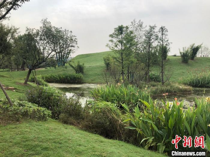 9月25日，江蘇南京長江新濟洲國家濕地公園一角。　李純 攝