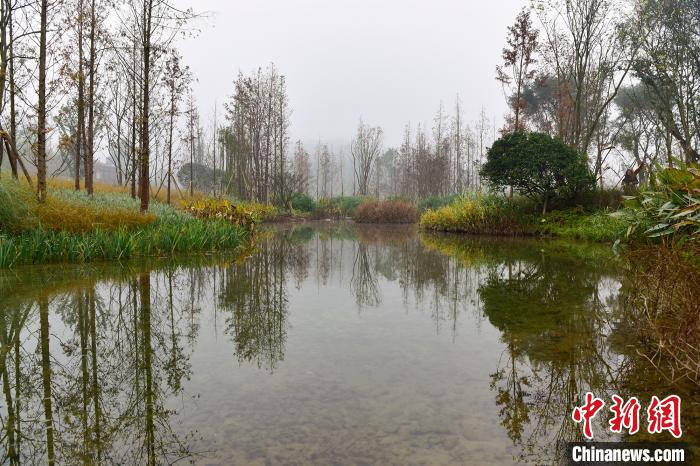 圖為廣陽(yáng)島水流潺潺,臘梅飄香,蘆竹溪草長(zhǎng)隨風(fēng)搖曳,舒展出一幅美麗的綠色生態(tài)畫卷?!×_永皓 攝 圖為廣陽(yáng)島水流潺潺,臘梅飄香,蘆竹溪草長(zhǎng)隨風(fēng)搖曳,舒展出一幅美麗的綠色生態(tài)畫卷?!×_永皓 攝