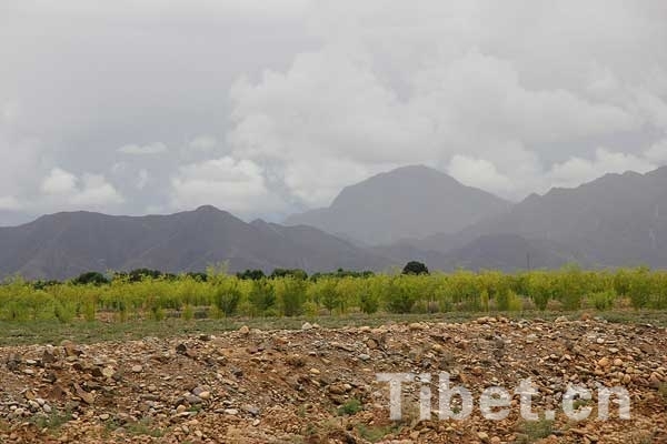 戈壁變形記：西藏南木林荒灘上已完成萬余畝人工林