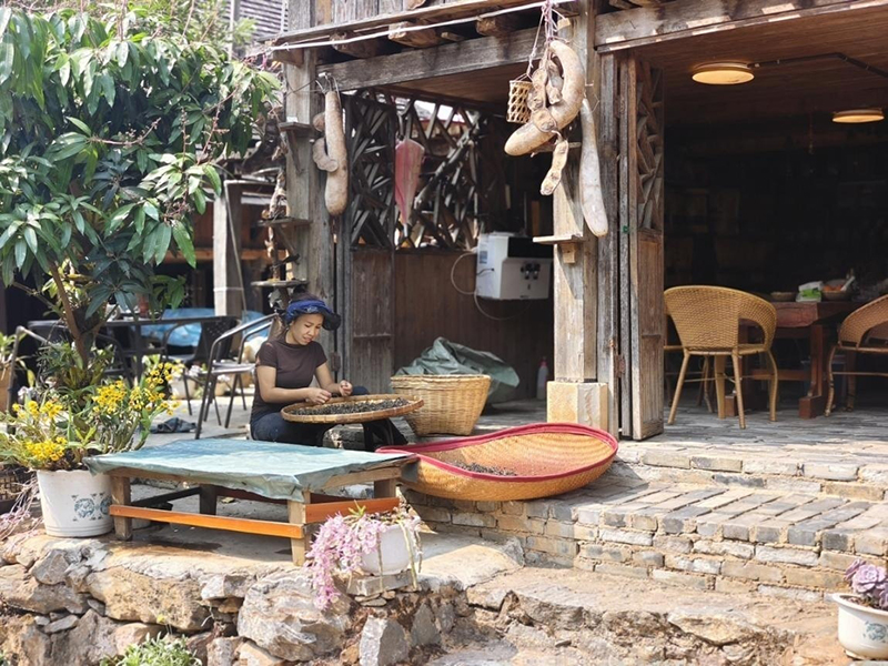 景邁山家家戶(hù)戶(hù)開(kāi)始采茶、制茶。李茂穎攝