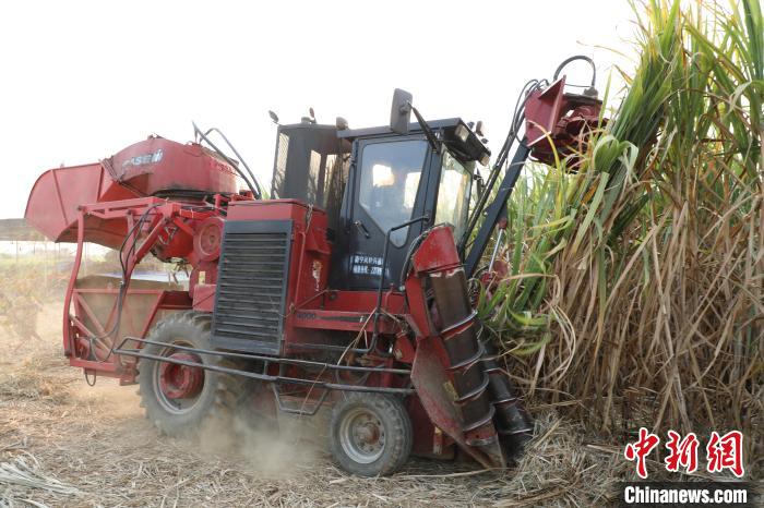 12月5日,在廣西來賓,“90后”村民余才庫駕駛農(nóng)機收割甘蔗。韋鑫 攝