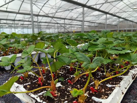 圖示, 示意圖 中度可信度描述已自動生成:ver1