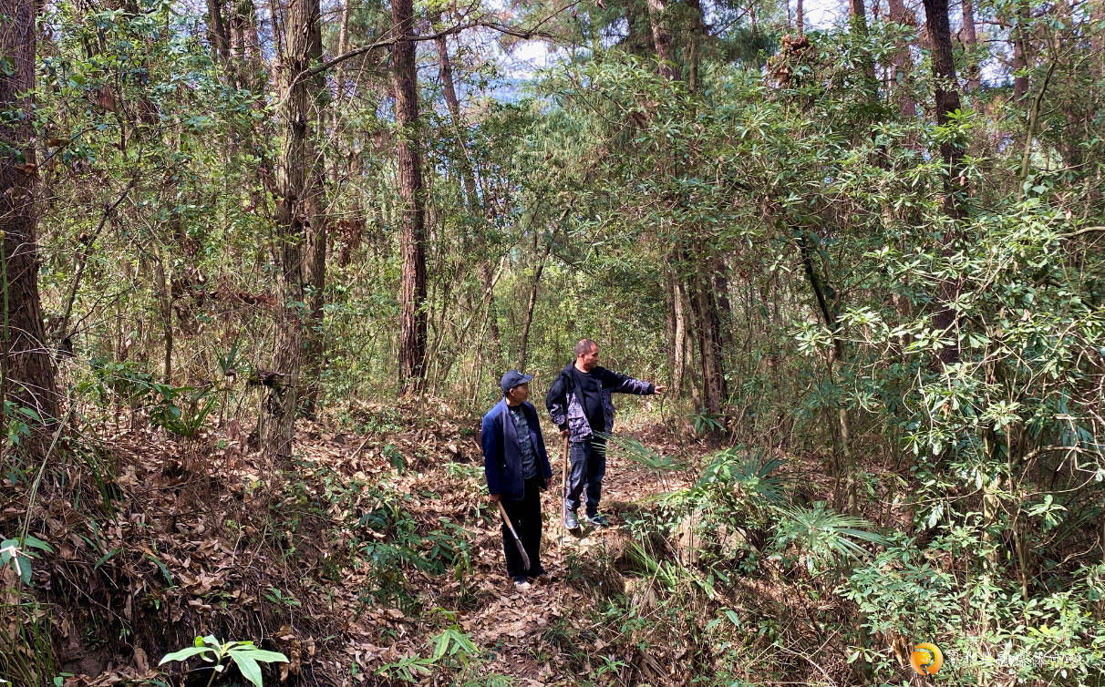 護(hù)林員巡山。