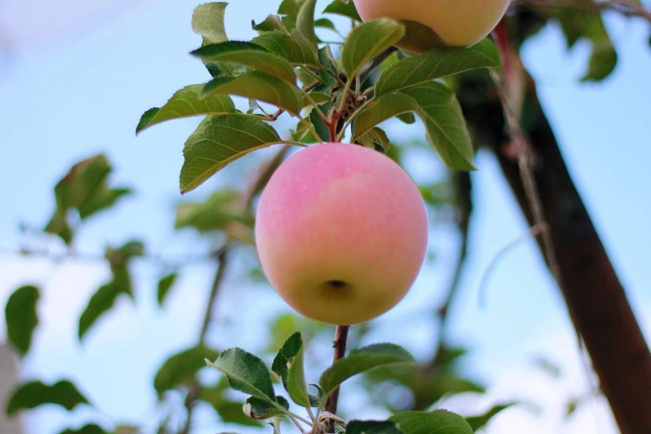 南溝村即將豐收的蘋(píng)果。 張彥波攝