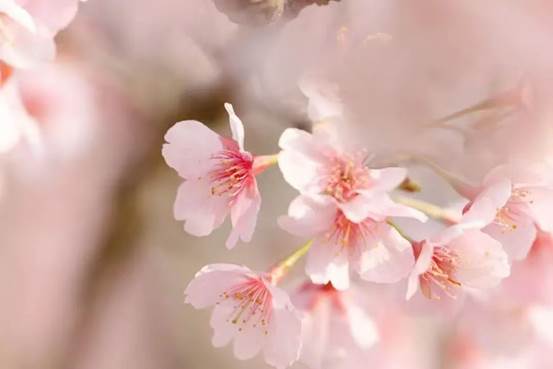 7655d3747c579244c5b8444bd82b899