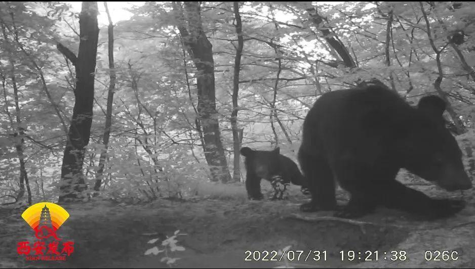 鏡頭前跟隨“熊媽媽”戲水的“熊寶寶”調(diào)皮可愛。 鏡頭前跟隨“熊媽媽”戲水的“熊寶寶”調(diào)皮可愛。