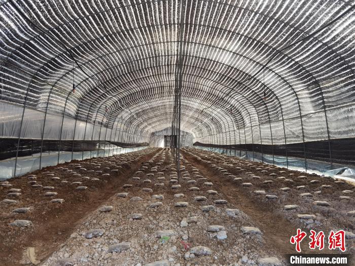 重慶松坤菌草科技有限公司羊肚菌培育車間?！钊A兵 攝