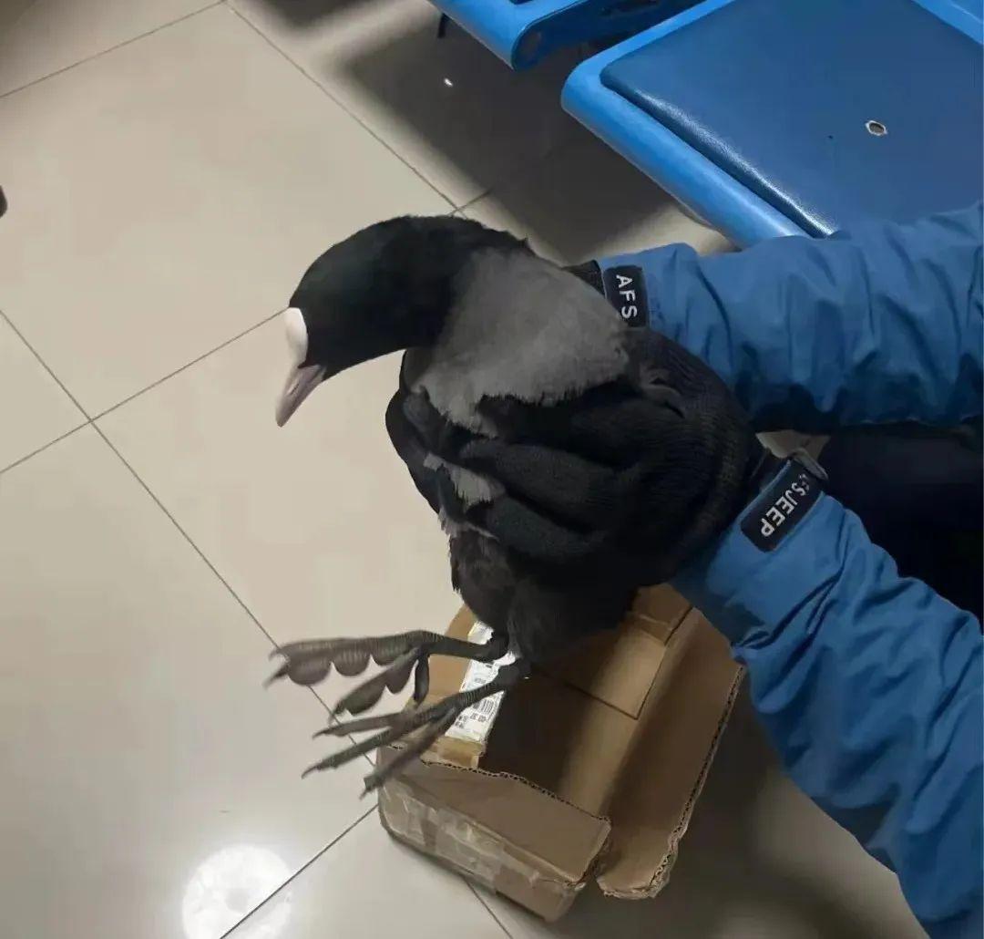 △今年3月,工作人員救助我國“三有”保護鳥類白骨頂。(注:“三有”保護動物是指國家保護的有重要生態(tài)、科學、社會價值的陸生野生動物。) △今年3月,工作人員救助我國“三有”保護鳥類白骨頂。(注:“三有”保護動物是指國家保護的有重要生態(tài)、科學、社會價值的陸生野生動物。)