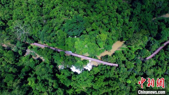 圖為云南野象谷景觀。云南省林草局提供 云南省林草局提供 攝