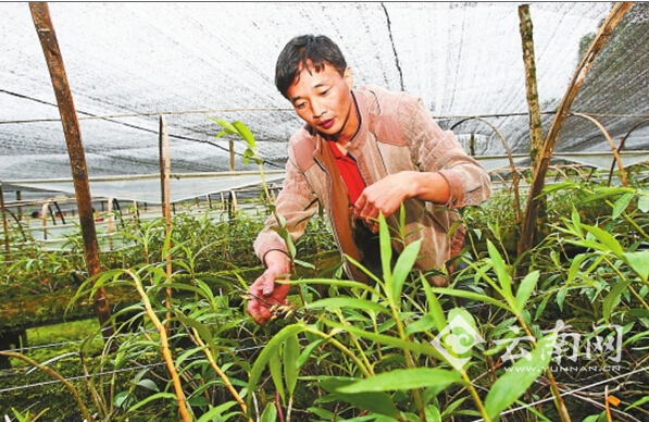 云南高原特色農(nóng)業(yè)穩(wěn)健邁向全國(guó)