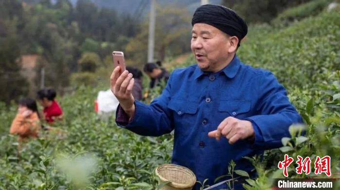 恩施州利川市毛壩鎮(zhèn)茶農(nóng)直播采茶。杭州對口支援局 供圖