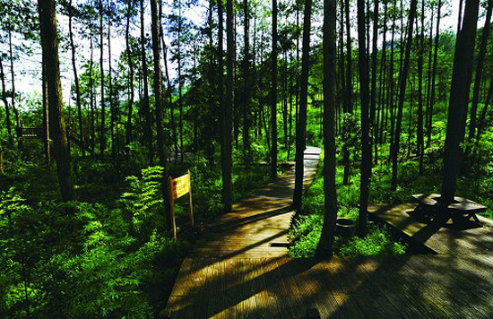 圖為環(huán)境優(yōu)美的紫林山森林公園