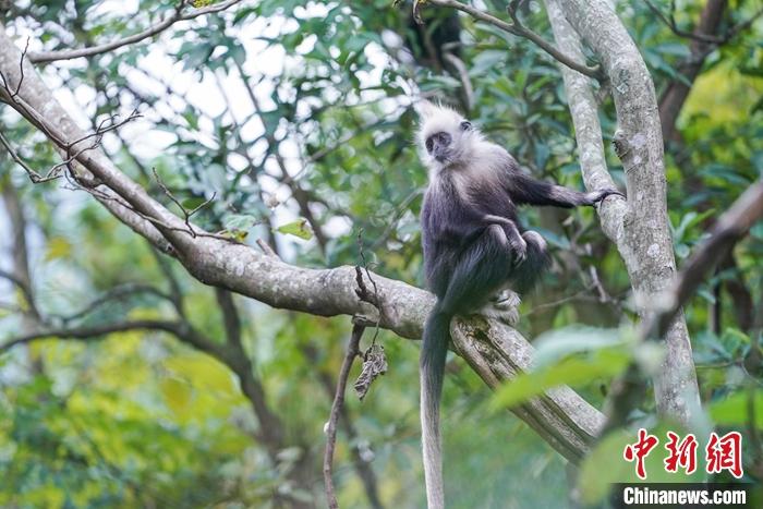 圖為2020年12月25日,崇左白頭葉猴保護(hù)區(qū)內(nèi)的白頭葉猴。<a target='_blank' >中新社</a>記者 陳冠言 攝 圖為2020年12月25日,崇左白頭葉猴保護(hù)區(qū)內(nèi)的白頭葉猴。<a target='_blank' >中新社</a>記者 陳冠言 攝