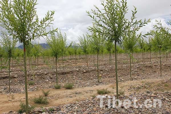 戈壁變形記：西藏南木林荒灘上已完成萬余畝人工林