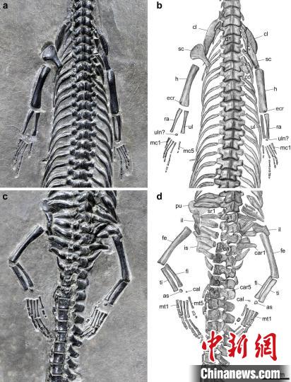 “長尾紅河龍”前后肢部分及素描圖?!⌒旃廨x 供圖 點擊進入下一頁