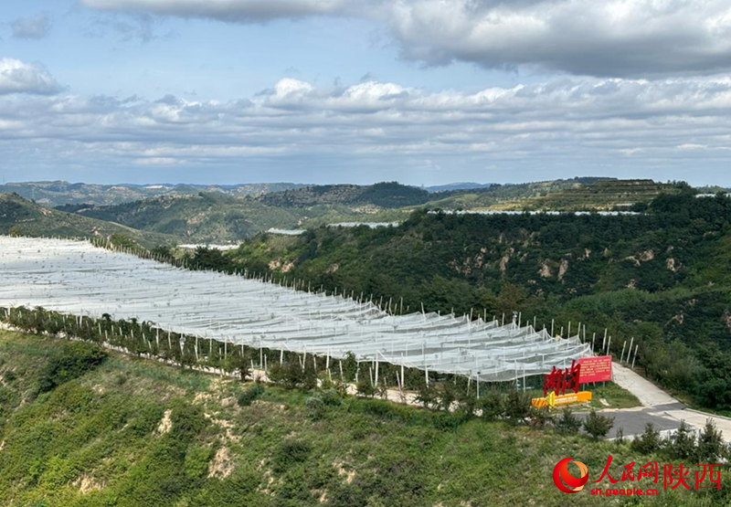 遠(yuǎn)眺南溝村的蘋(píng)果園。 人民網(wǎng) 吳德鋒攝