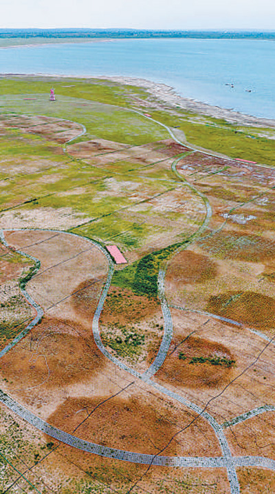 紅堿淖國家級自然保護區(qū)內實施的湖濱退化草原修復項目。