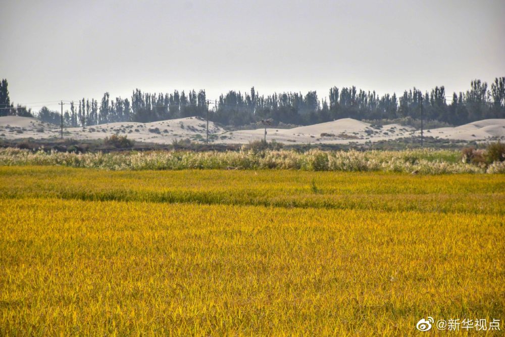 塔克拉瑪干沙漠海水稻再獲豐收