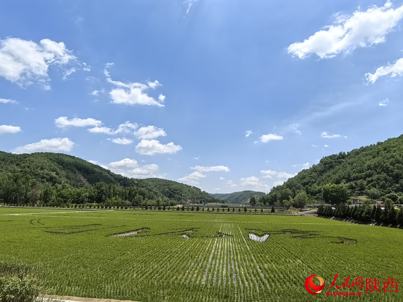 眼前的南泥灣，稻田青青，如詩如畫。人民網(wǎng)記者 賈凱璐攝