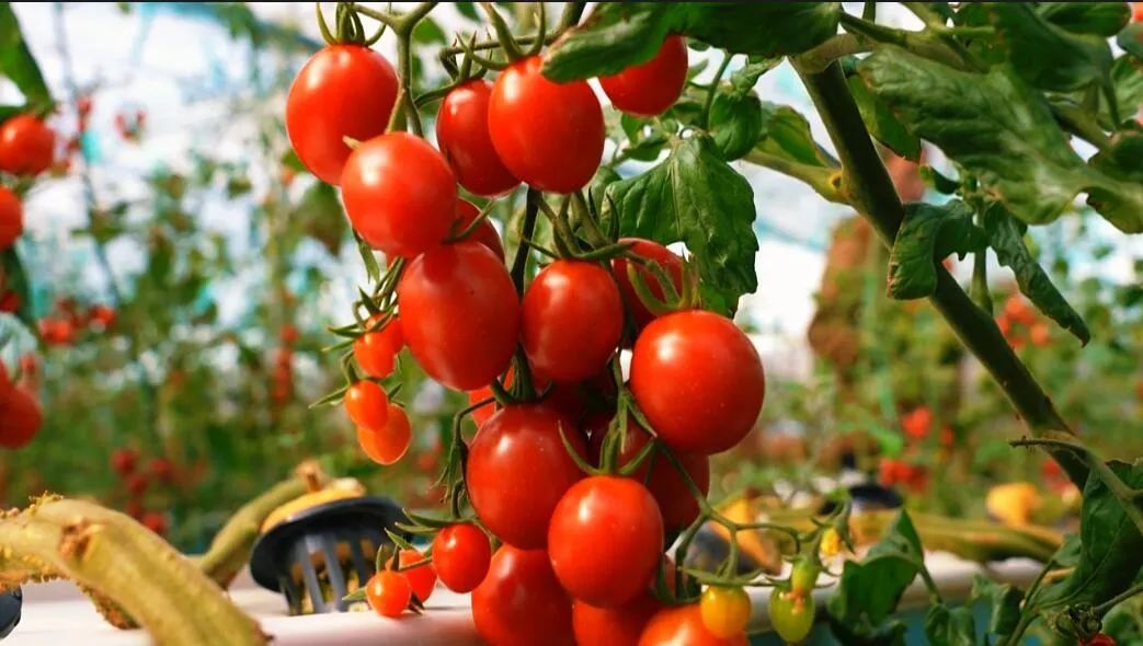 果形飽滿、色澤鮮亮的圣女果綴滿枝頭。萬李攝