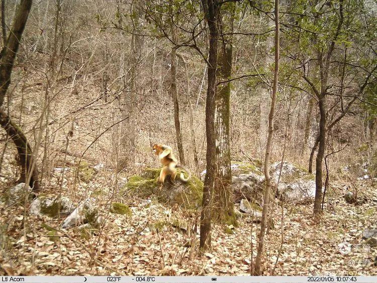 (川金絲猴) (川金絲猴)