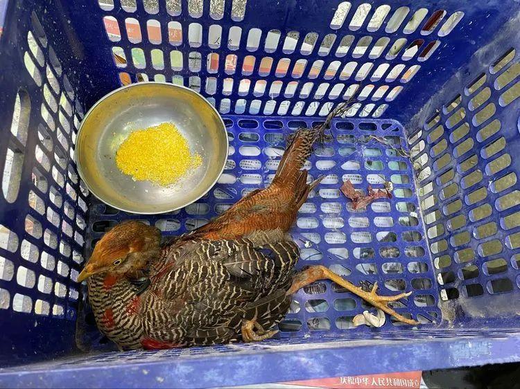 △今年6月,工作人員救助國家Ⅱ級保護動物紅腹錦雞(亞成體)。 △今年6月,工作人員救助國家Ⅱ級保護動物紅腹錦雞(亞成體)。