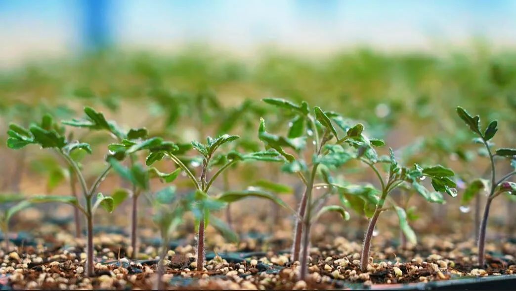 “植物工廠”里的育苗。萬李攝