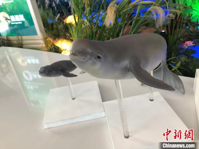 9月25日，在江蘇南京長江新濟洲國家濕地公園內(nèi)，科普展廳里擺放著長江白鰭豚的模型。　李純 攝