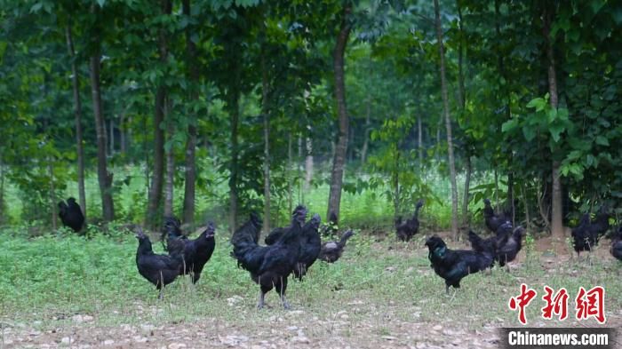 陜西省漢中市略陽縣林下養(yǎng)殖的烏雞?!趶?攝 陜西省漢中市略陽縣林下養(yǎng)殖的烏雞。 湯冠強 攝