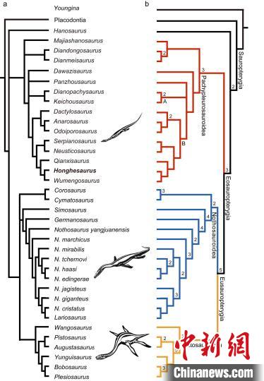 “長尾紅河龍”在鰭龍類“進化樹”上的系統(tǒng)位置圖。 徐光輝 供圖 點擊進入下一頁