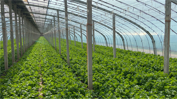 走進“中國大棚第一村” 外國“網(wǎng)紅”開啟“魔性”帶貨模式