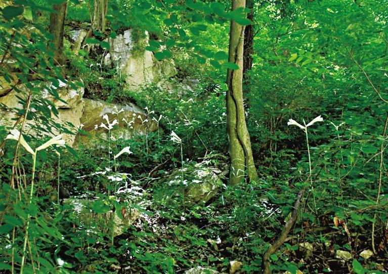 國家二級重點保護野生植物蕎麥葉大百合。 西安市自然資源和規(guī)劃局（林業(yè)局）供圖