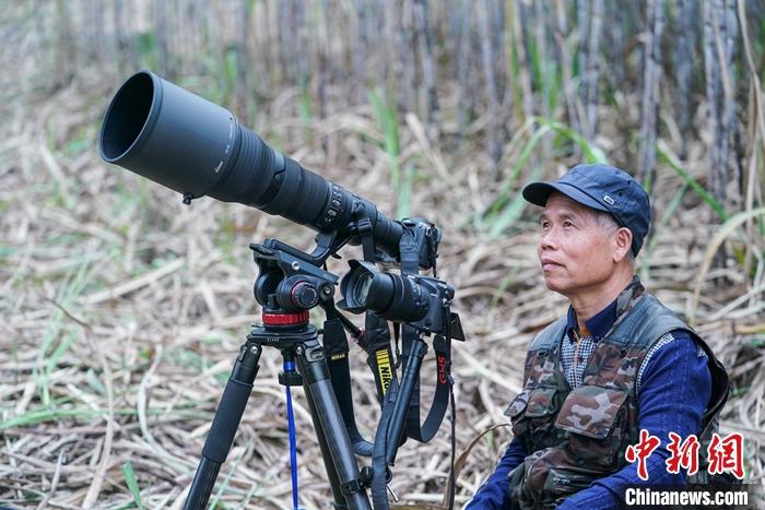 圖為2020年12月25日,蒙新良在甘蔗地里拍攝白頭葉猴。<a target='_blank' >中新社</a>記者 陳冠言 攝 圖為2020年12月25日,蒙新良在甘蔗地里拍攝白頭葉猴。<a target='_blank' >中新社</a>記者 陳冠言 攝